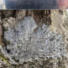 Powdered Fringe Lichen thumbnail 3