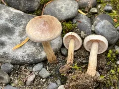 Sallow Poisonpie thumbnail 3