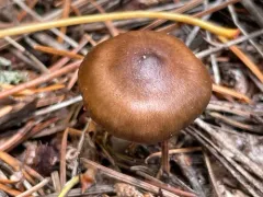 Cortinarius ferrugineovelatus thumbnail 1