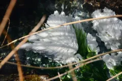 Chloroflexus aurantiacus thumbnail 3