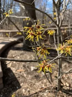 Chinese witch-hazel thumbnail 3