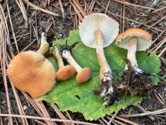 Cystodermella adnatifolia thumbnail 2