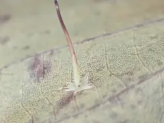 Hickory Starry-base Gall Midge thumbnail 1