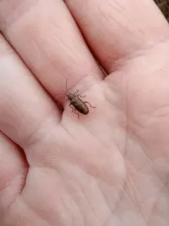 Fulvous-footed reed beetle thumbnail 2