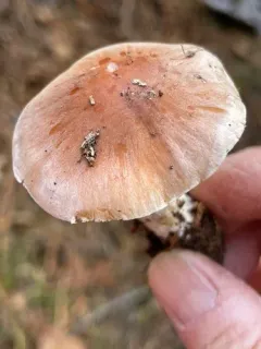 Hebeloma pungens thumbnail 2