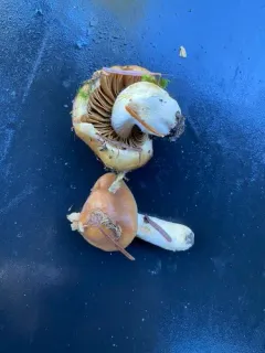 Cortinarius brunneoalbus thumbnail 1
