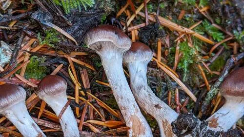 Cortinarius praestigiosus