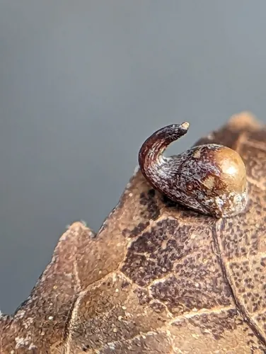 Caryomyia recurvata