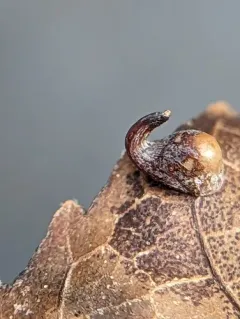 Caryomyia recurvata thumbnail 1