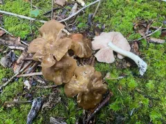 Entoloma majaloides thumbnail 3
