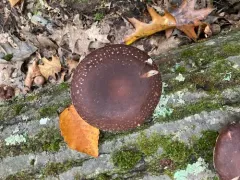 Shiitake thumbnail 3