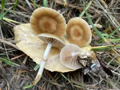 Meottomyces dissimulans thumbnail 3