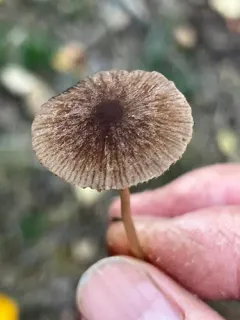 Psathyrella rufogrisea thumbnail 3