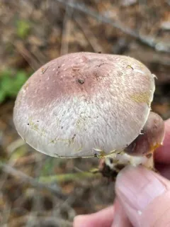 Agaricus kerriganii thumbnail 3