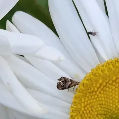 Everlasting Tebenna Moth thumbnail 1
