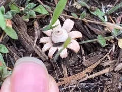 Tiny Earthstar thumbnail 3