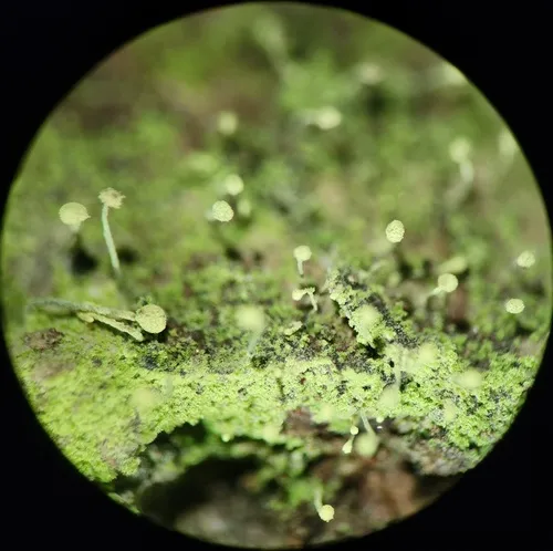 Sulphur Stubble Lichen
