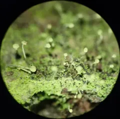Sulphur Stubble Lichen thumbnail 1