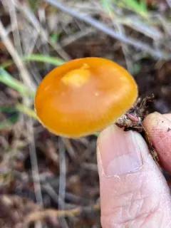 Conifer Bell thumbnail 2