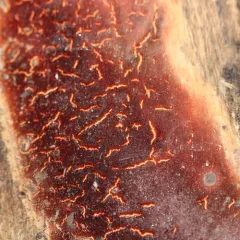 Elbowpatch Crust thumbnail 1