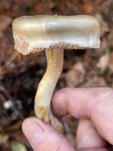 Ivory Poisonpie