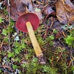 Cortinarius tinctorum thumbnail 4
