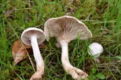 Ivory Funnel thumbnail 3