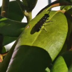 Black Soldier Fly thumbnail 4