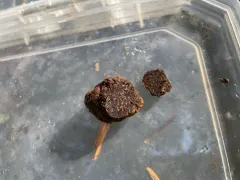 Fischerula subcaulis thumbnail 1