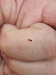 Beaver Beetle thumbnail 4