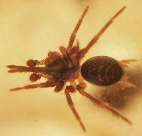 Hahnia ononidum