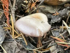 Clitocybe violaceifolia thumbnail 4
