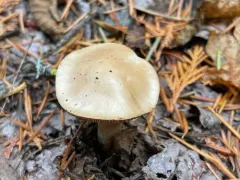 Hebeloma neurophyllum thumbnail 2