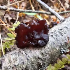 amber jelly fungus thumbnail 2