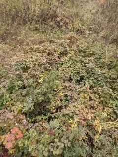 small-leaf bramble thumbnail 4