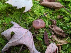 Cortinarius umbrinolens thumbnail 2