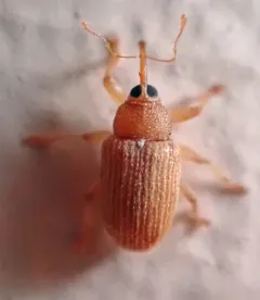 Tawny Ash Weevil thumbnail 3