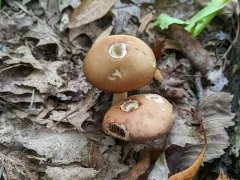 Heteropsathyrella macrocystidia thumbnail 3