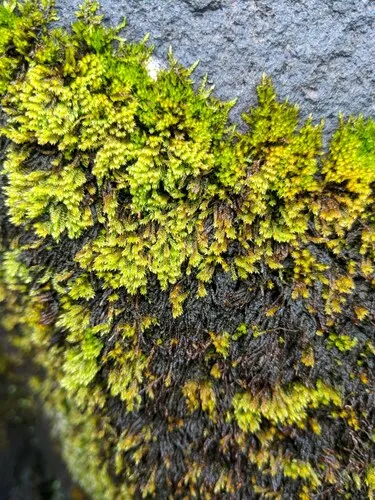 Drab Brook-moss