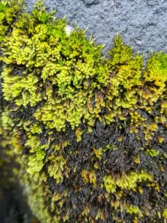 Drab Brook-moss thumbnail 1