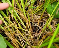 smooth-sheathed sedge thumbnail 3