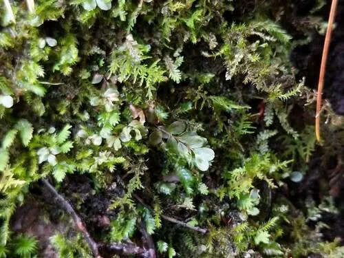 Felt Round Moss