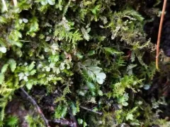 Felt Round Moss thumbnail 1