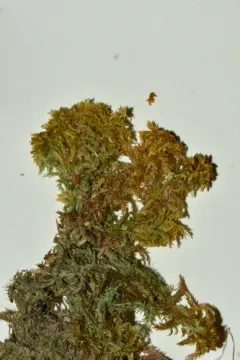 Sphagnum missouricum thumbnail 3