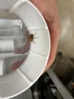 Brown Recluse thumbnail 2