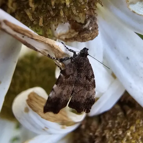 Apple Leaf Skeletonizer Moth