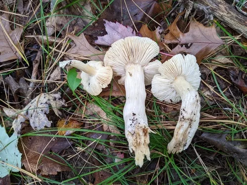 Tricholoma subaureum
