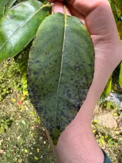 Pseudocercospora fuliginosa thumbnail 3