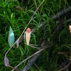 Colladonus aureolus thumbnail 1