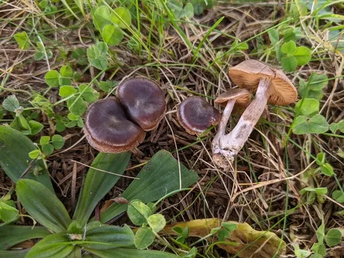 Cortinarius castaneus